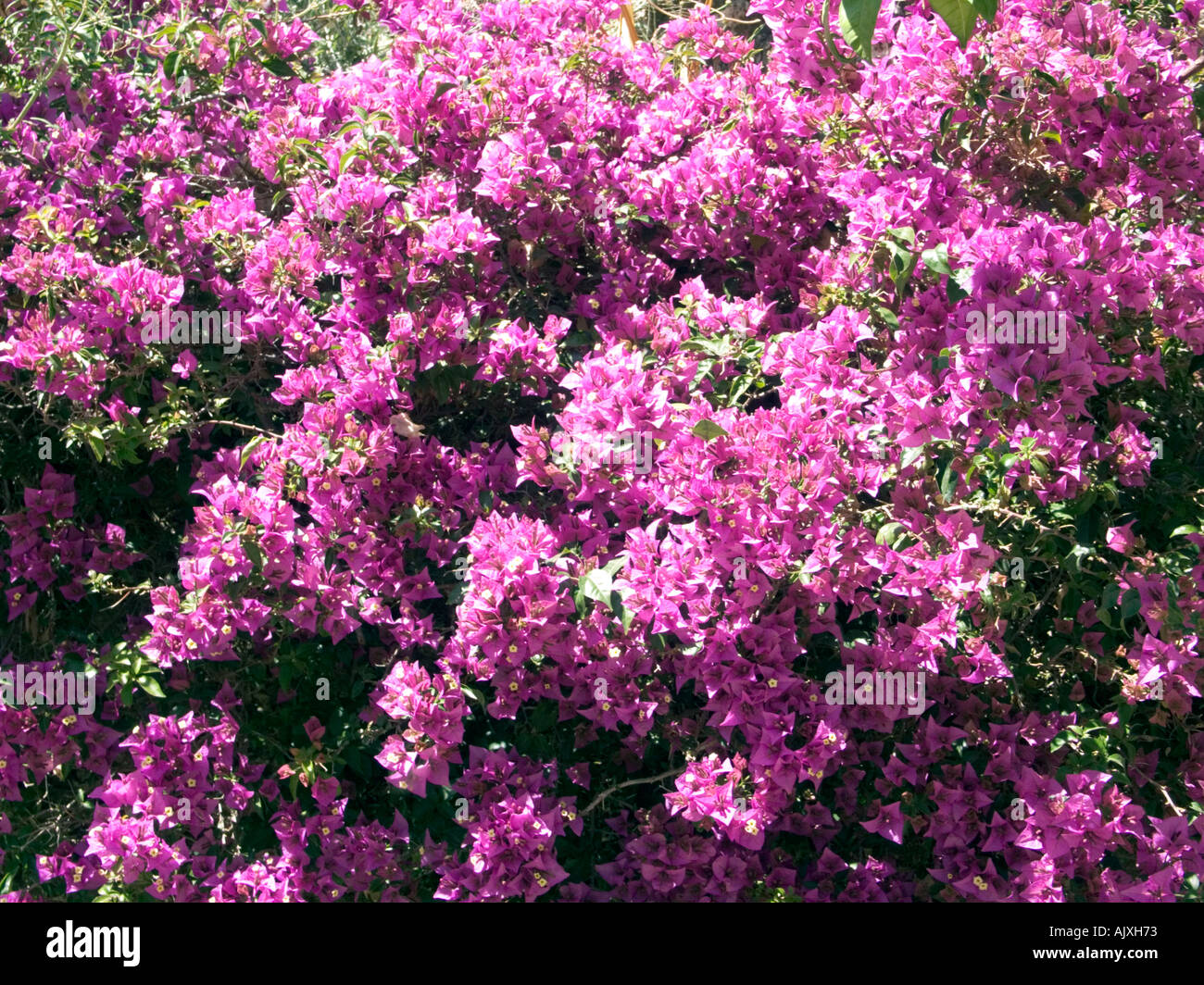 Bougainvillea growing in a Spanish garden, bougainvillea bougainvilla