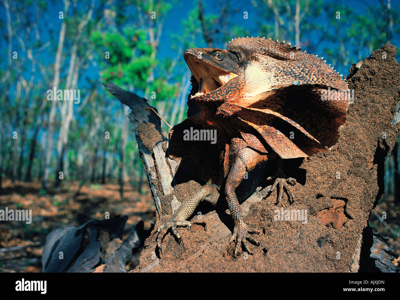 Wildlife. Reptiles. Frill-neck Lizard. Northern Territory. Australia. Stock Photo