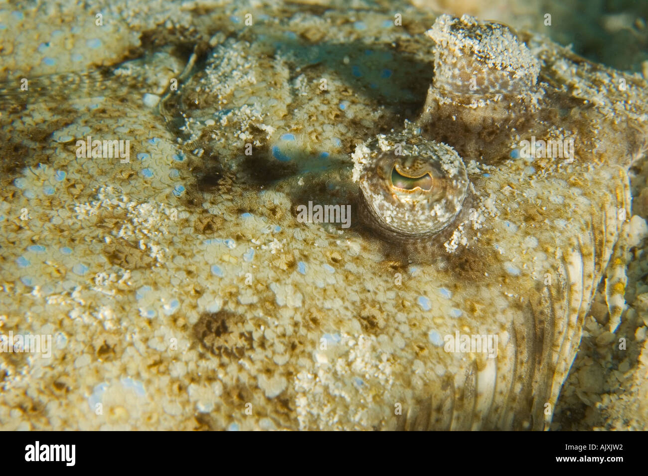 Peacock flounder pacific hires stock photography and images Alamy