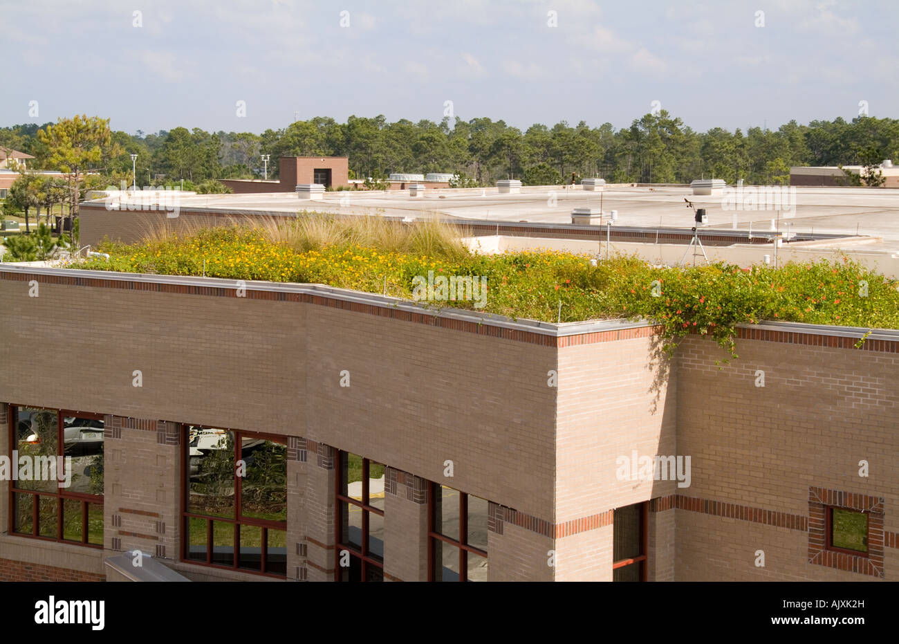 Green roof with plants on college roof to conserve energy and save ...