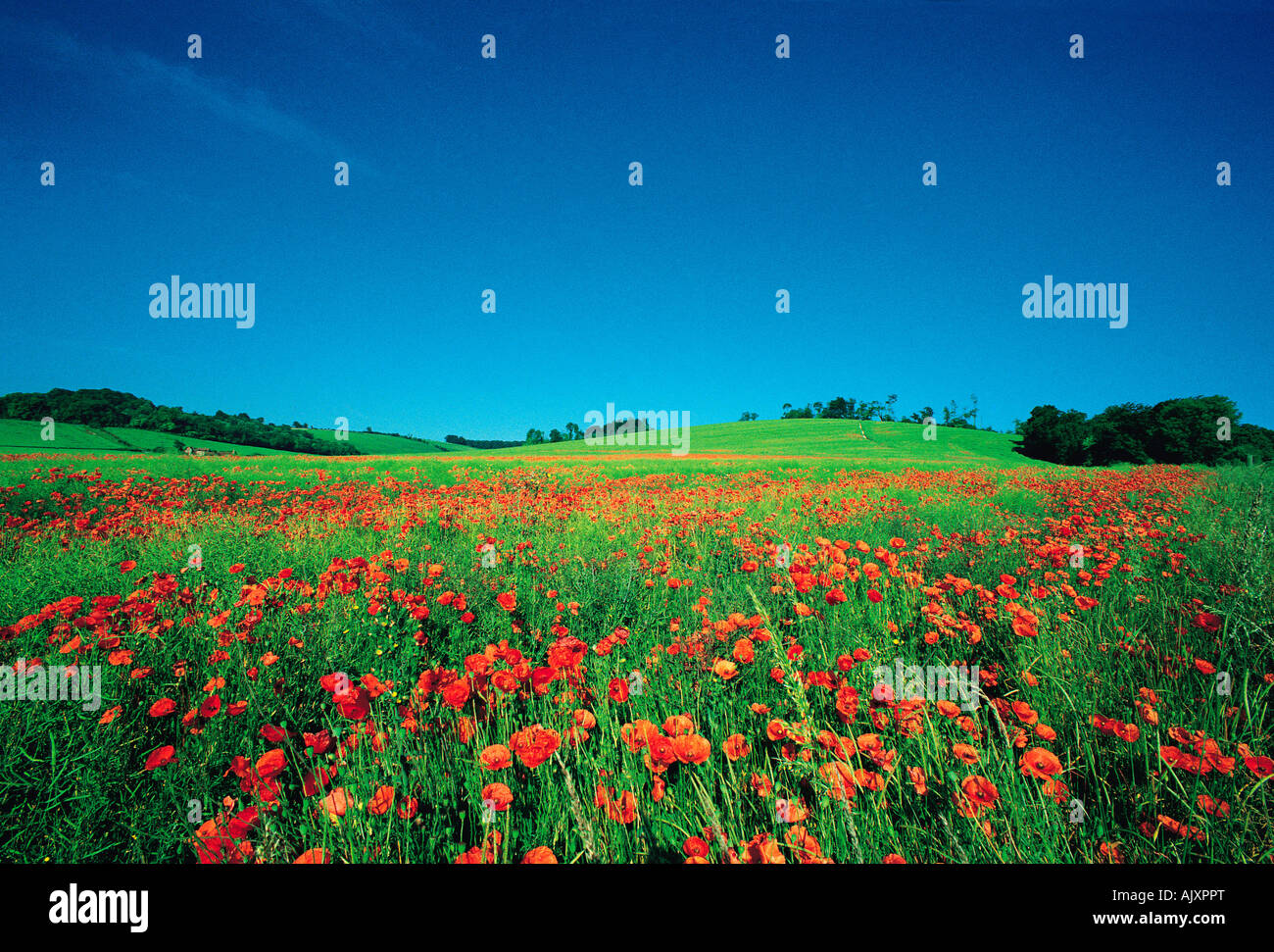 Poppies in summer meadow hi-res stock photography and images - Alamy