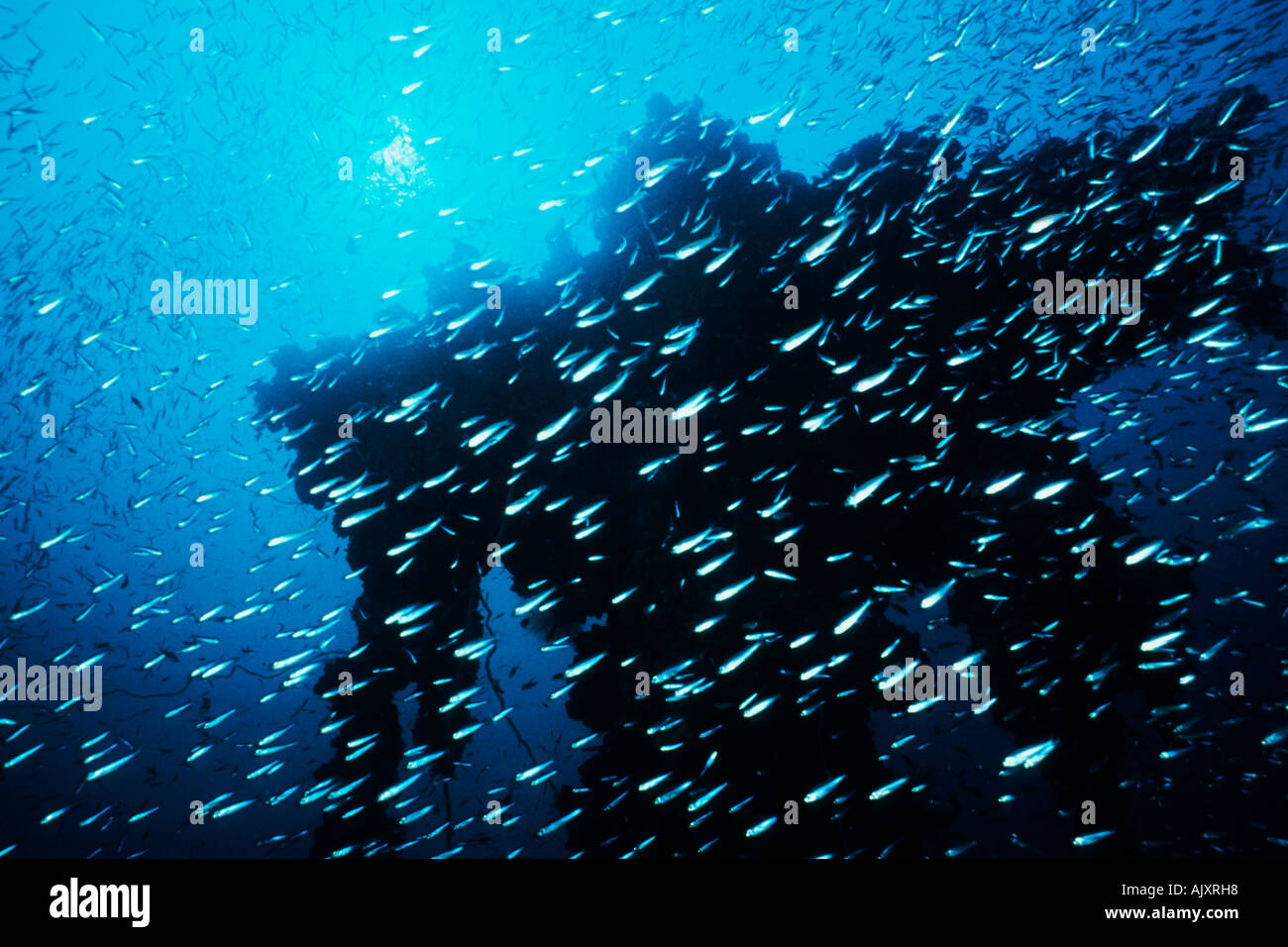 Chuyo Maru wreck Kingpost and baitfish Palau Pacific Ocean Stock Photo