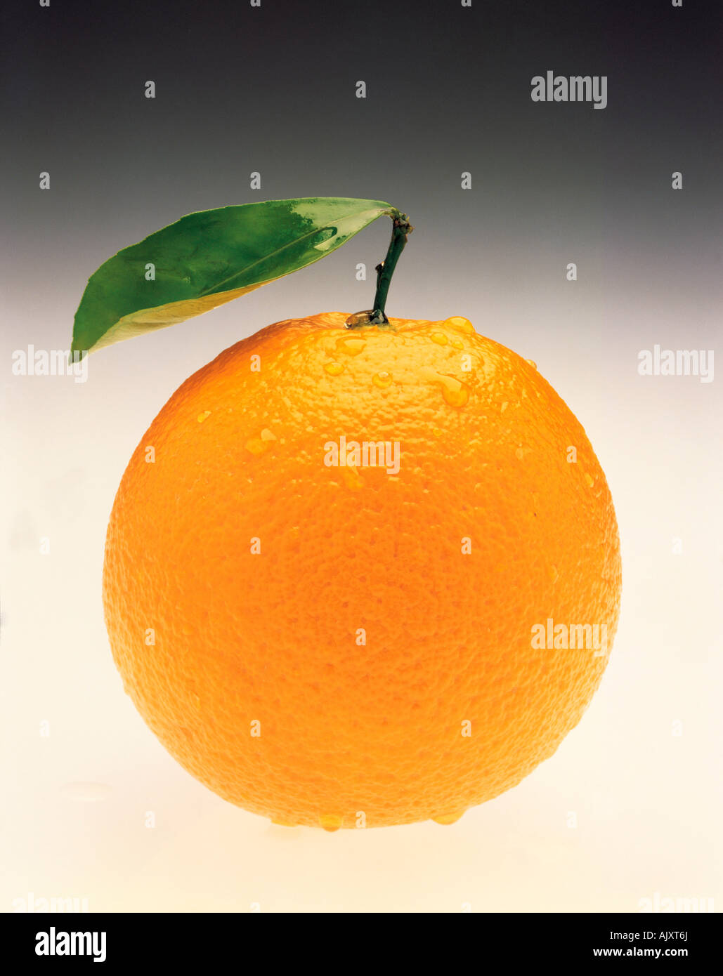 Studio still life image of fresh orange. Stock Photo