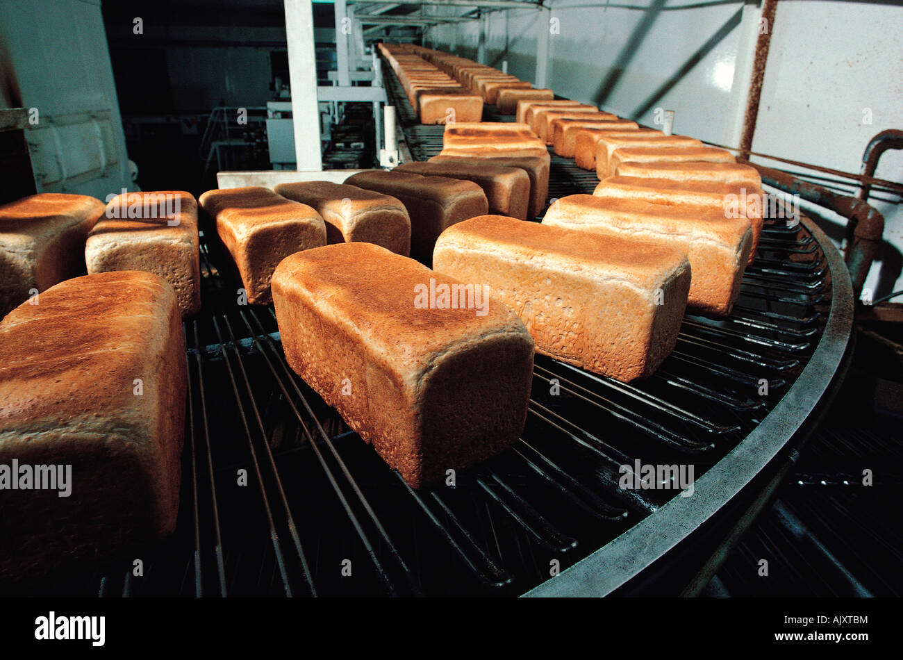 Industrial food production. Bakery. Bread loaves on production line