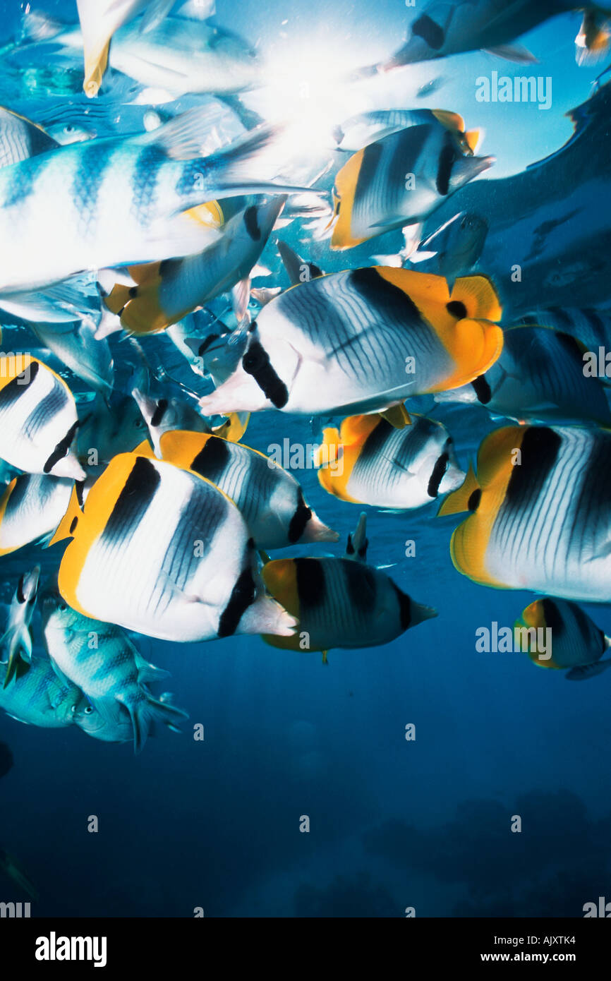 Schooling Pacific Double Saddled Butterflyfish and Scissortail Sergeants  Rangiroa Atoll Stock Photo