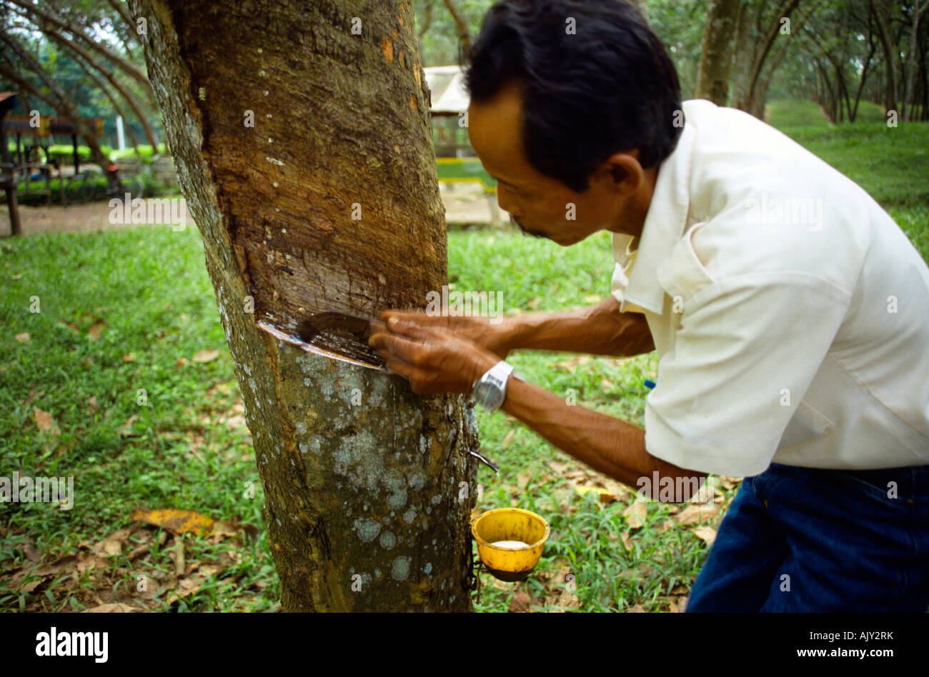 Indonesia Sumatra Man Tapping Rubber Tree Stock Photo Alamy