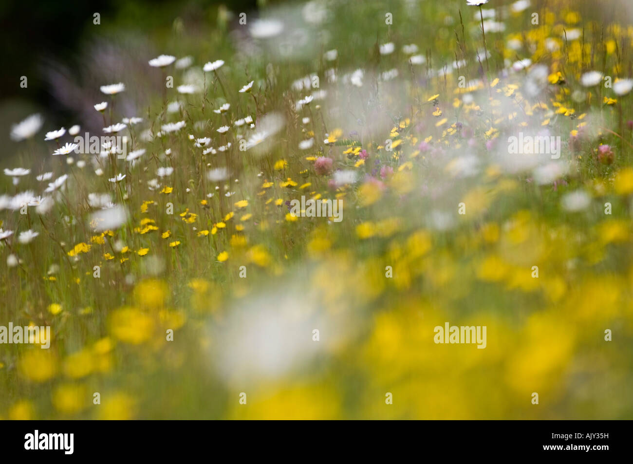 Roadside wildflowers along Gulf of St. Lawrence, Forillon National Park