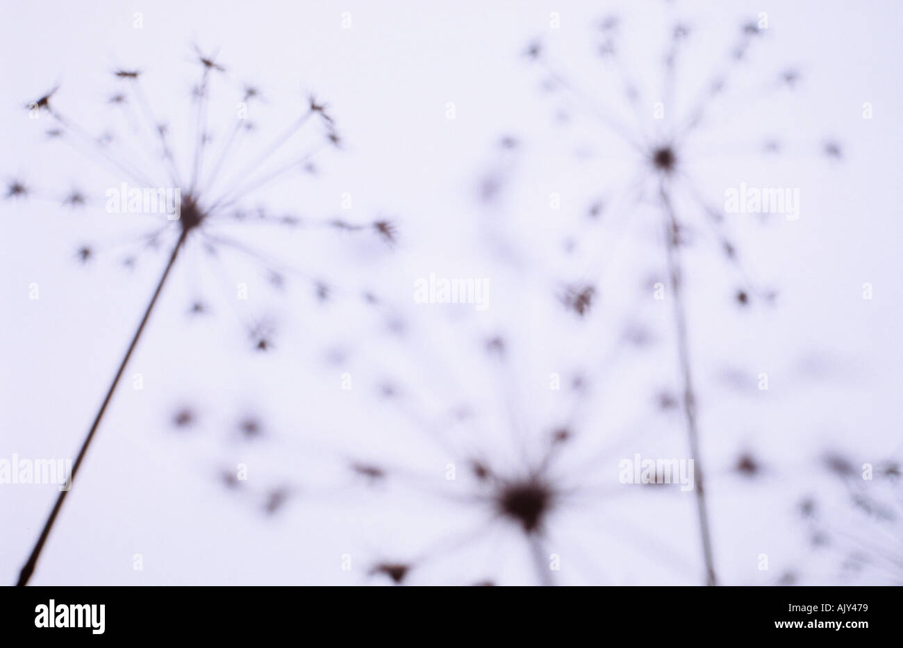 Seed heads of Hogweed or Heracleum sphondylium silhouetted against a winter sky Stock Photo