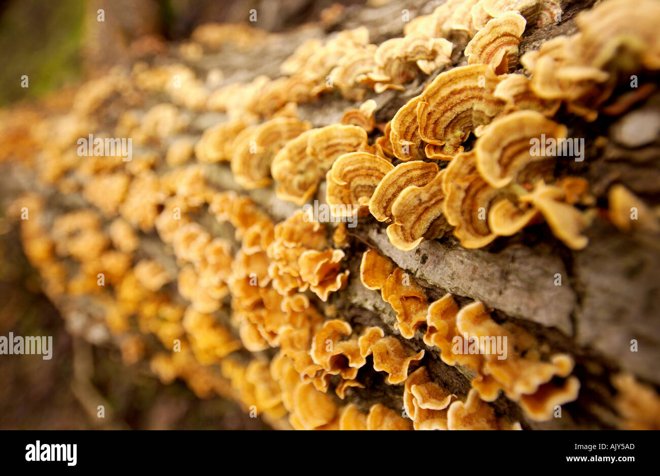 OLD LOGS WITH MOSS AND FUNGUS IN ENGLISH WOODLAND UK Stock Photo