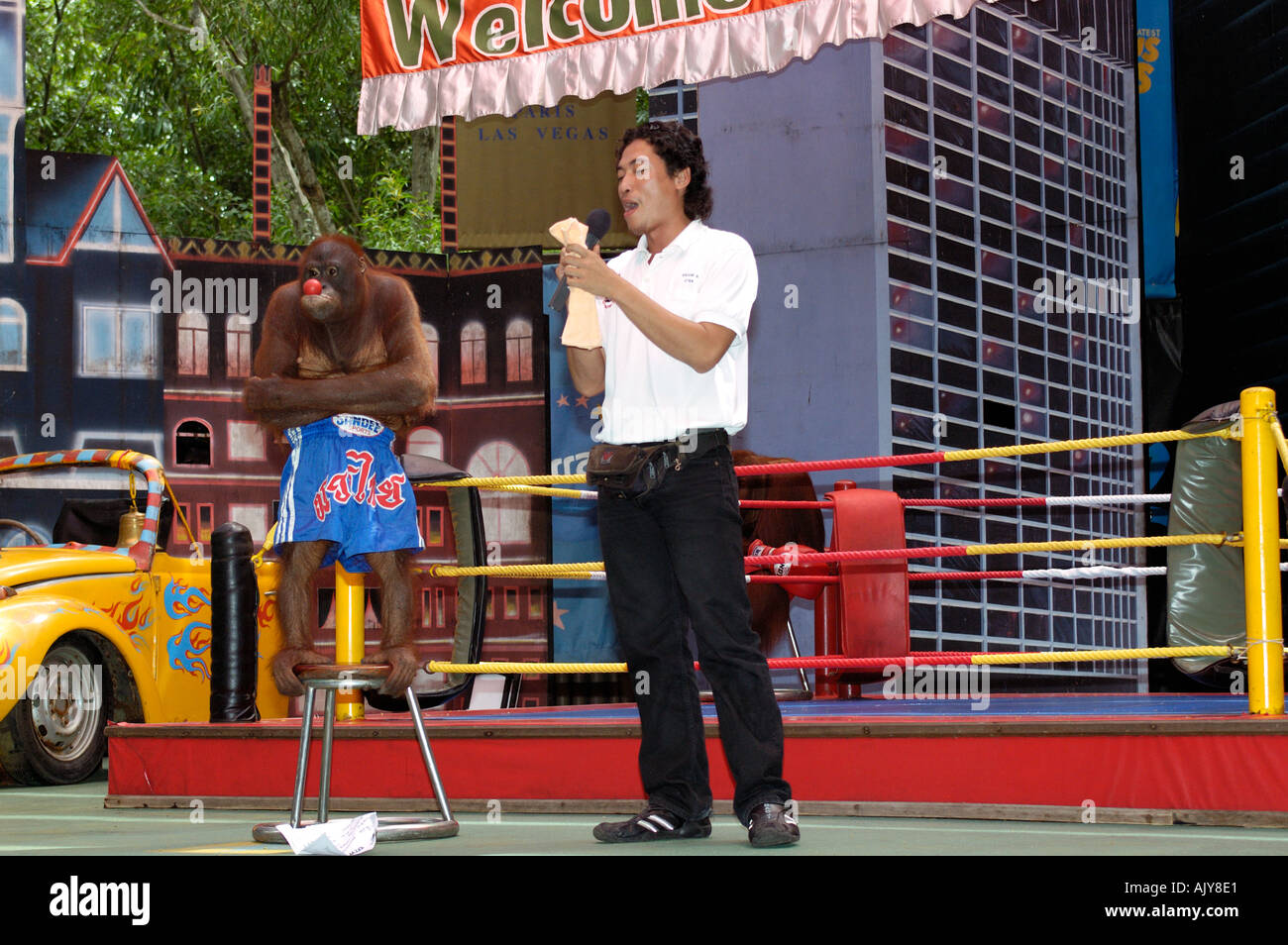 Thailand Bangkok Monkey Boxing in Safari World Stock Photo Alamy