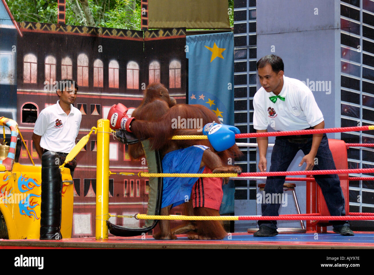 Thailand Bangkok Monkey Boxing in Safari World Stock Photo Alamy
