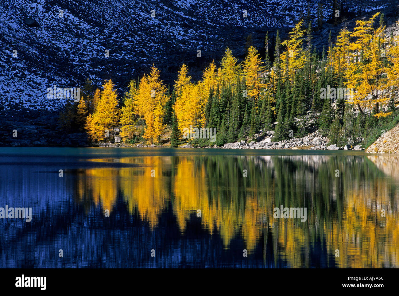 autumn alpine larch trees Lake Agnes Banff National Park Alberta Stock ...