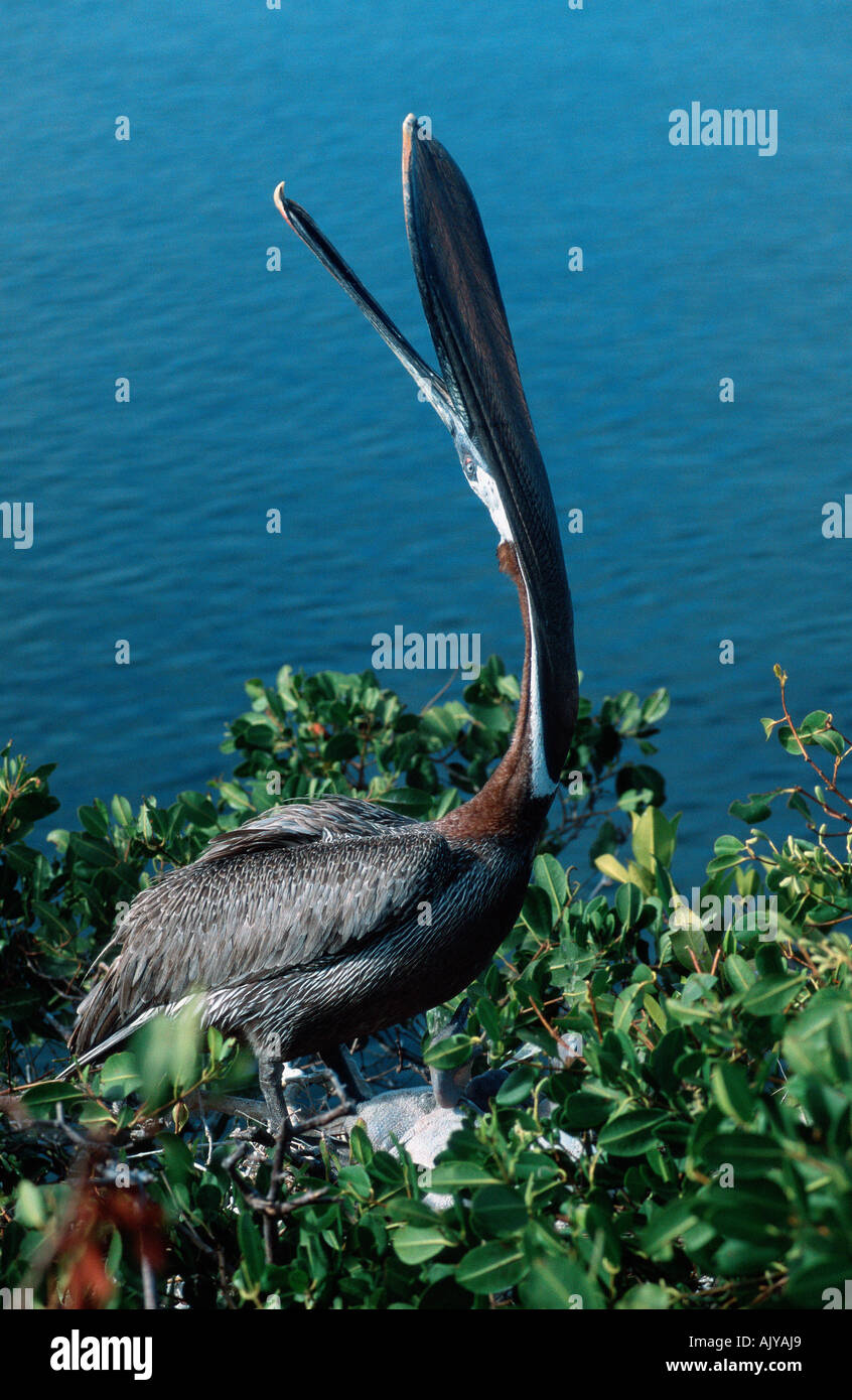 Brown Pelican / Meerespelikan / Brauner Pelikan Stock Photo