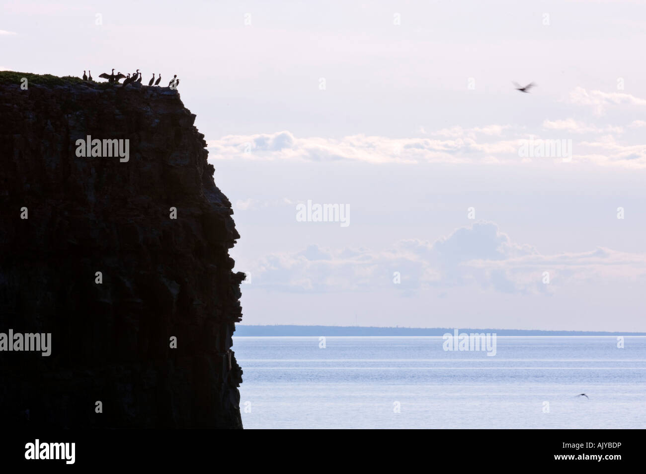 Pokeshaw Island with silhouetted cormorant colony, Pokeshaw Municipal Park, Pokeshaw, NB New