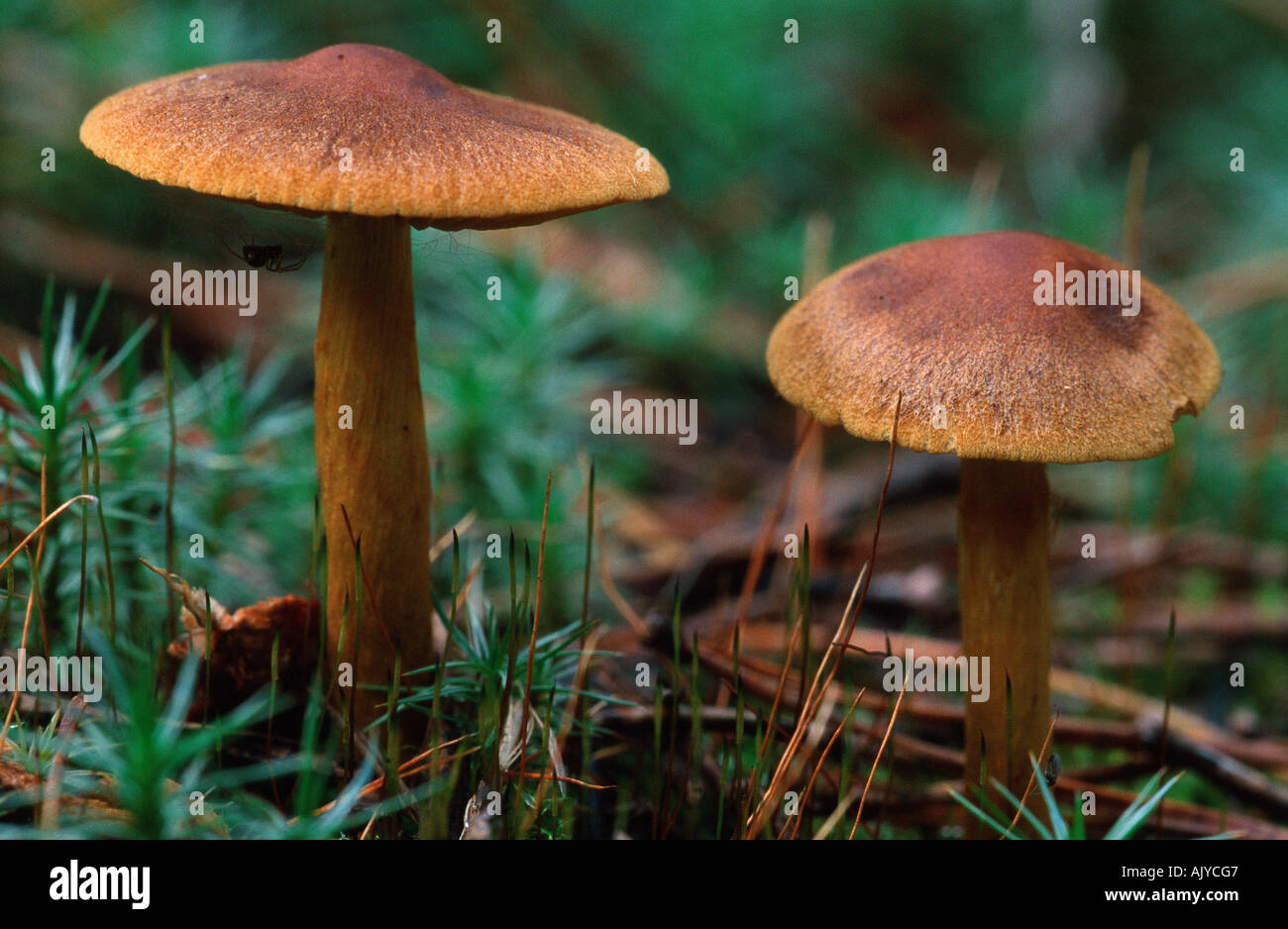 Mushroom / Ritterling Stock Photo