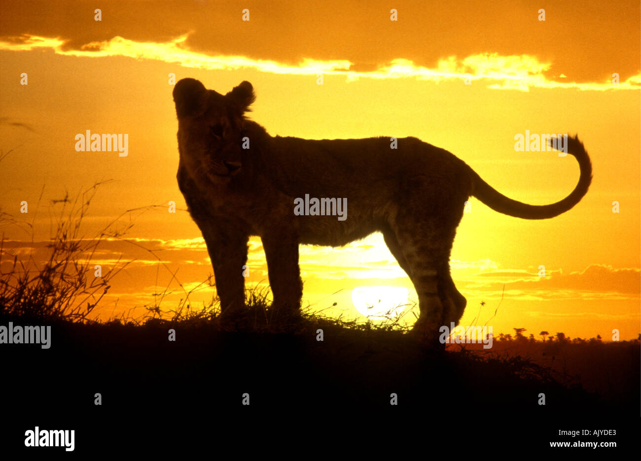Young lion sihouetted against the sunset sky Masai Mara National Reserve Kenya East Africa Stock Photo