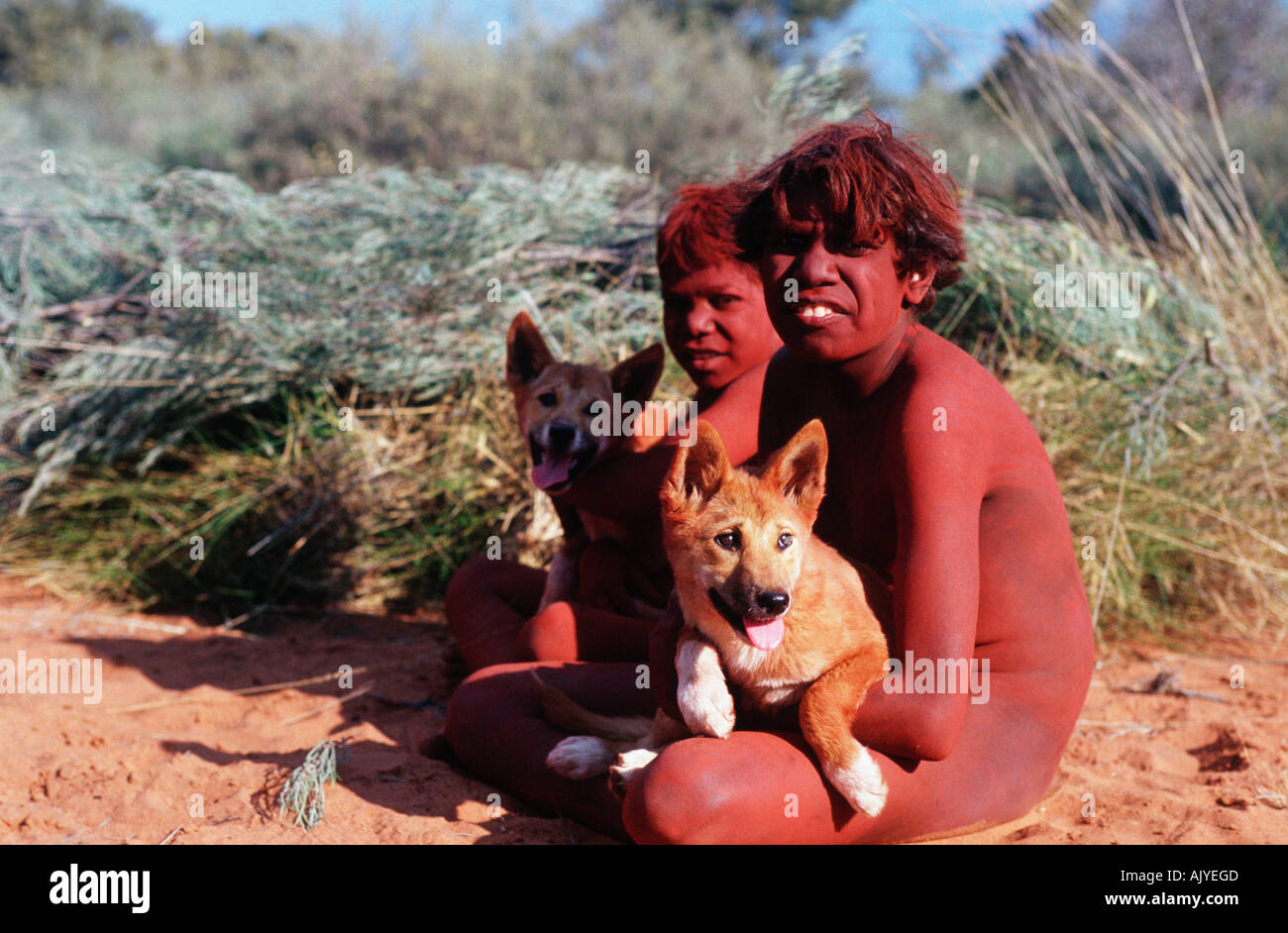 Дикая большая собака. Австралийский Динго. Дикая собака Динго. Динго в Австралии. Собака Динго и человек.