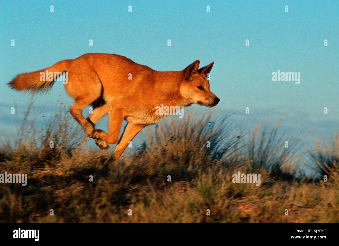 Dingo australia running hires stock photography and images Alamy