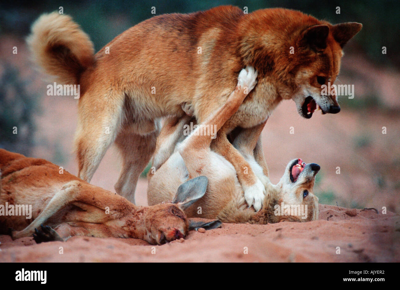 Dingos kangaroo hires stock photography and images Alamy