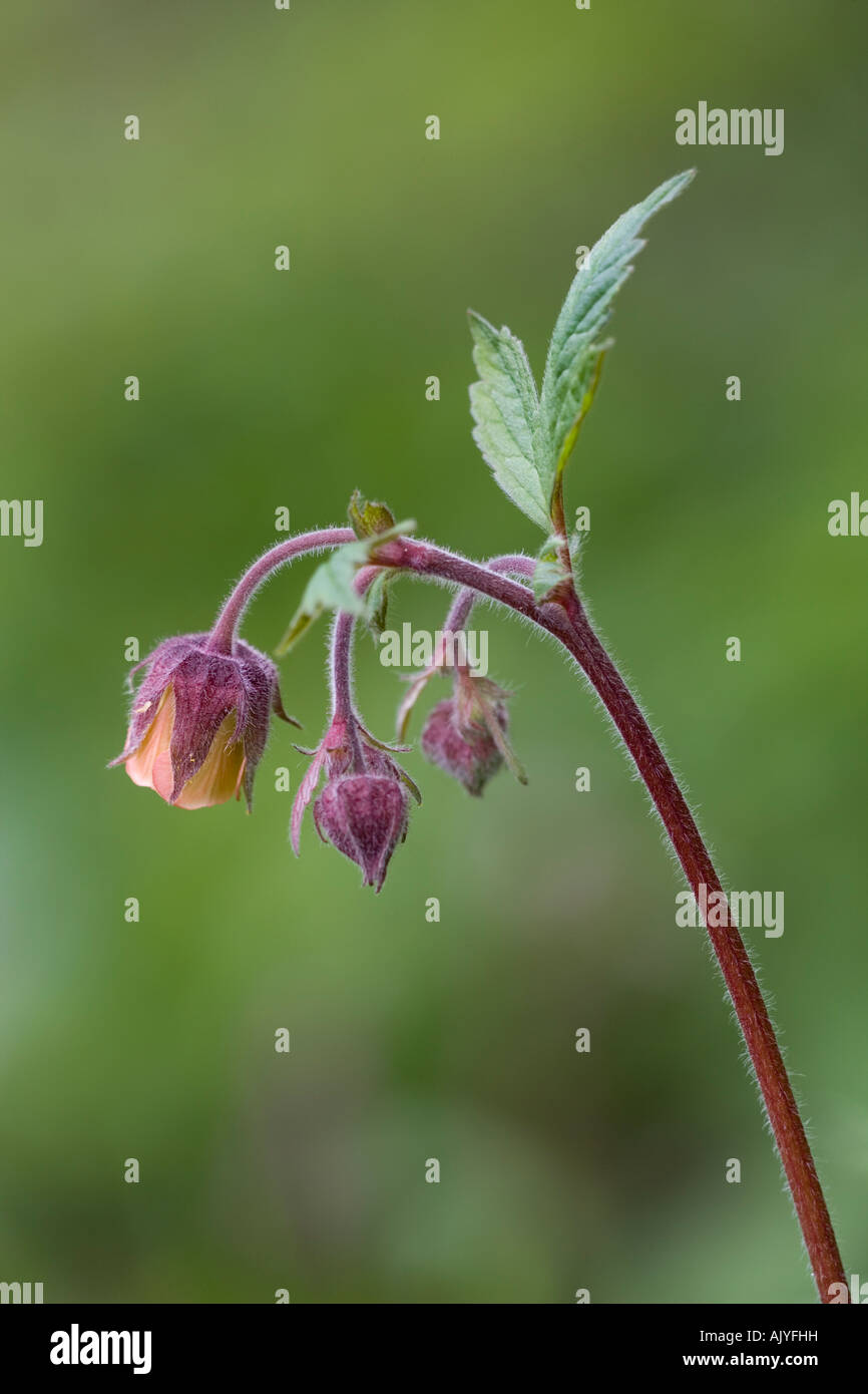 Water avens Geum rivale Teesdale North Pennines UK Stock Photo