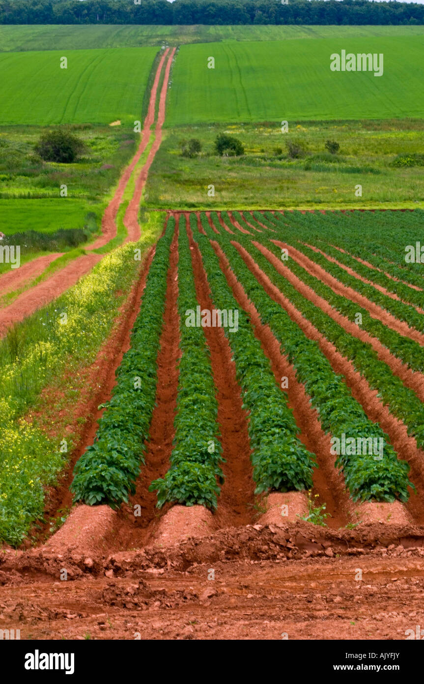 Potato field and red dirt road, near Kinkora, PE/PEI Prince Edward