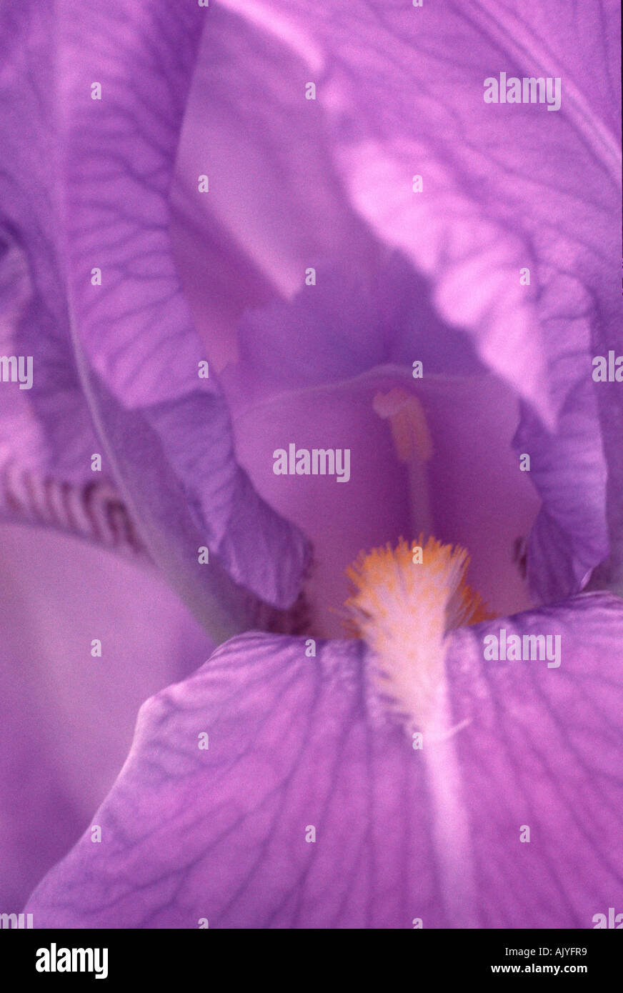 Iris / Bartschwertlilie Stock Photo