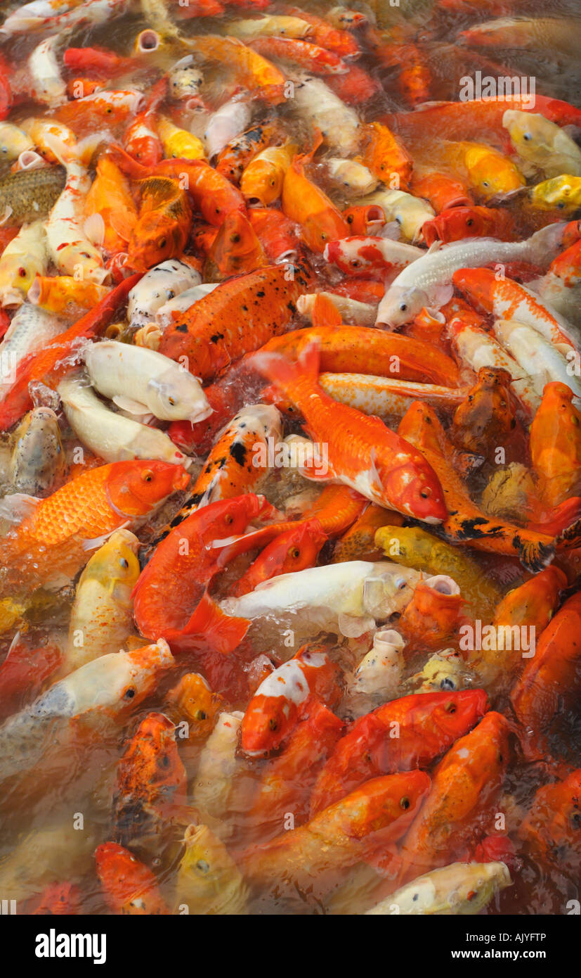 Good luck koi fish hires stock photography and images Alamy
