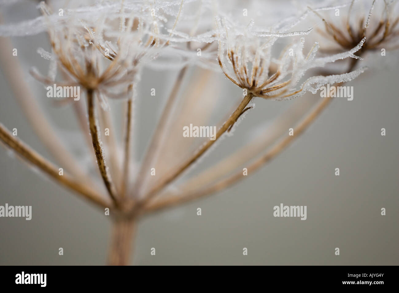 Frosted seedhead detail carrot family Apiaceae Stock Photo