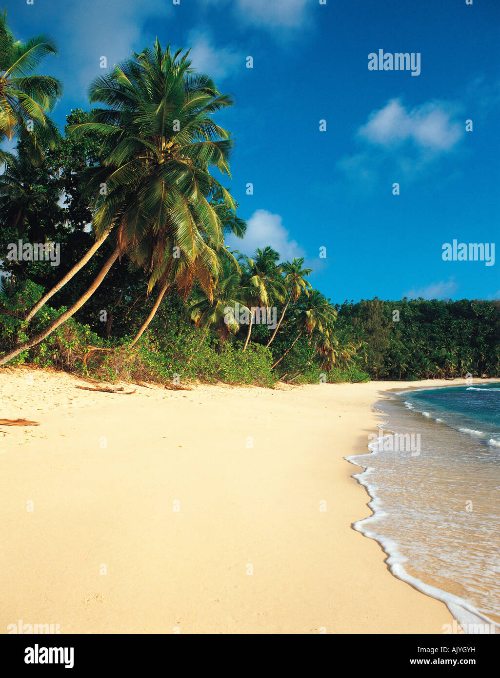 Seychelles. Mahé. Anse Takamaka. Tropical beach with coconut palm trees ...