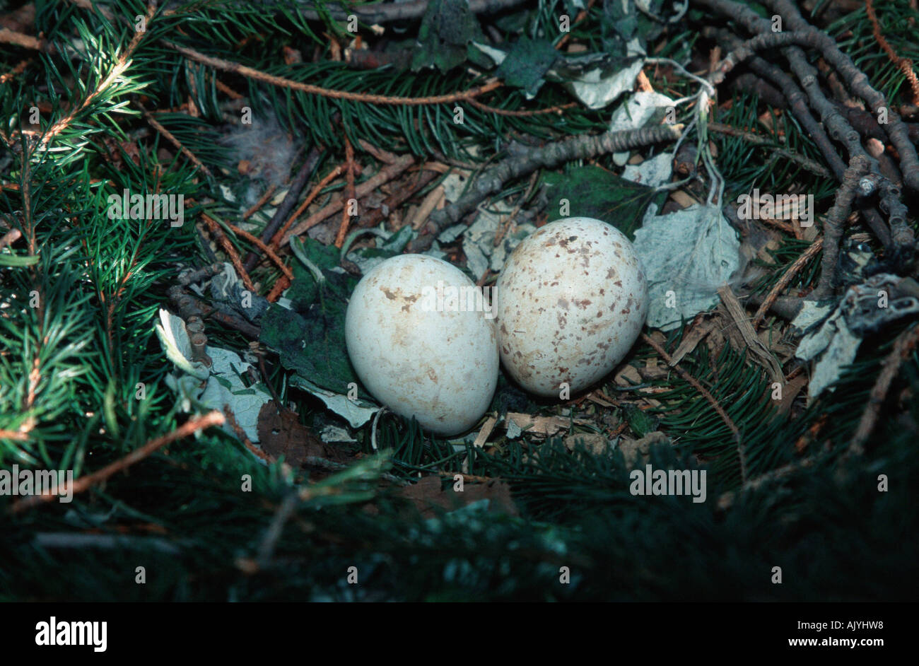 Common Buzzard / European Buzzard / Maeusebussard Stock Photo - Alamy