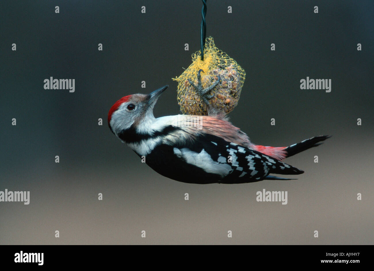 Middle-spotted Woodpecker / Mittelspecht Stock Photo