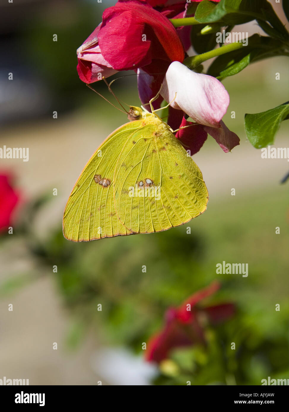 Nectaring Cloudless Sulphur Phoebis sennae perched with wings closed below red flower Stock Photo