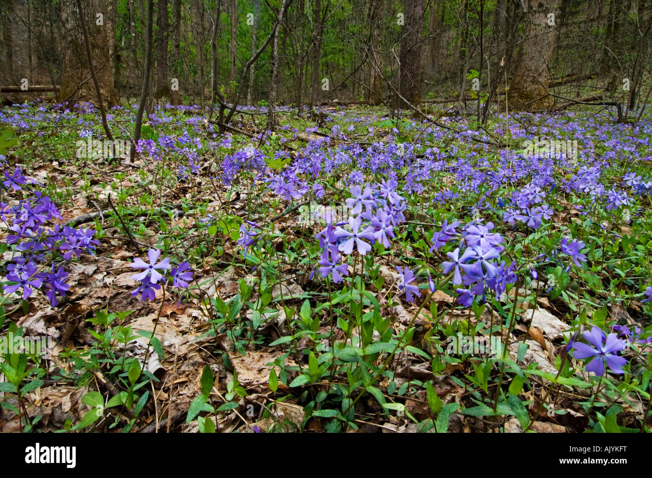 Wild blue phlox in deciduous forest, Great Smoky Mountains National Park, Tennessee, USA Stock Photo