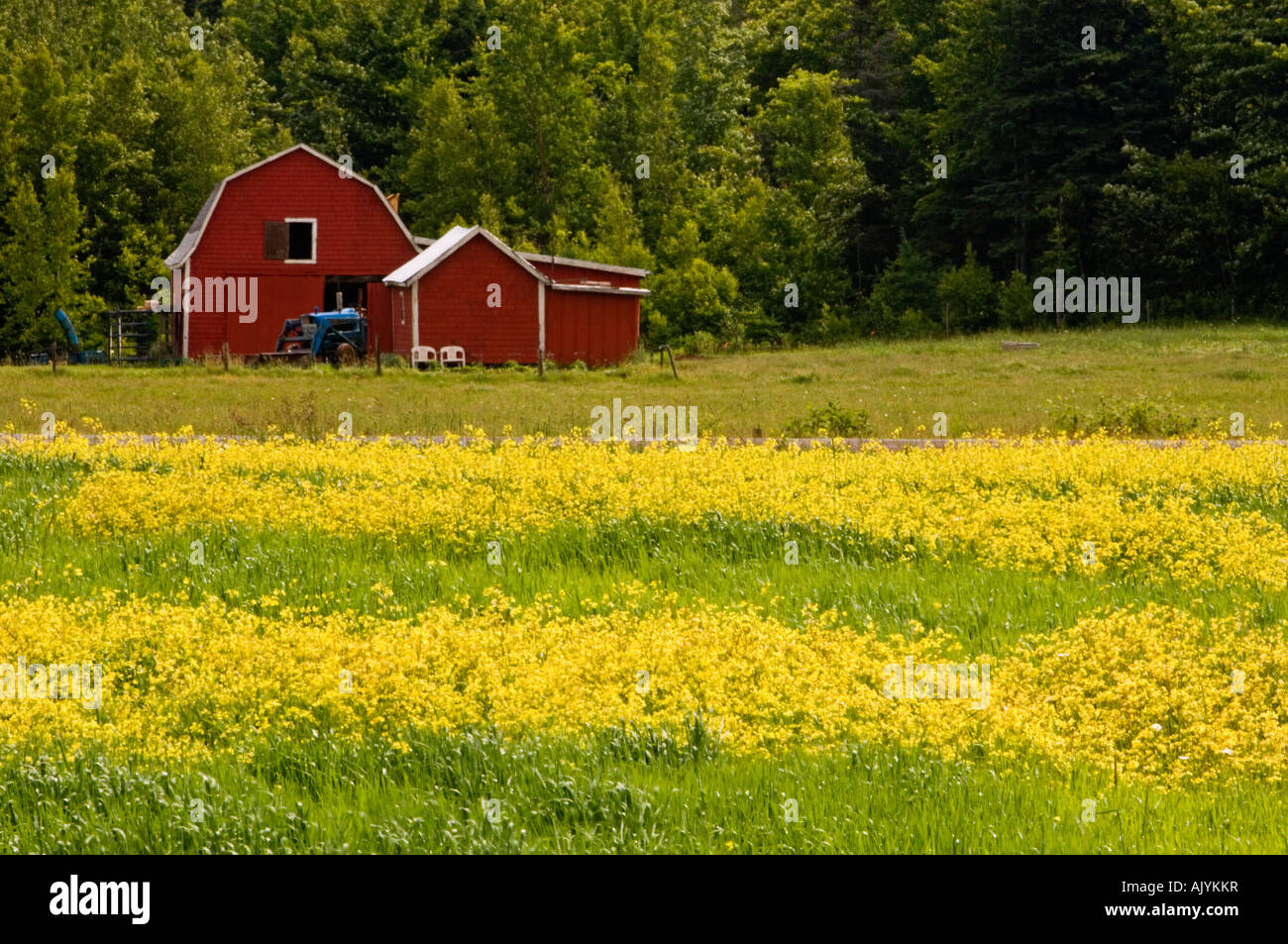 Potato fields and yellow mustard weed, , PE/PEI Prince Edward Island, Canada Stock Photo