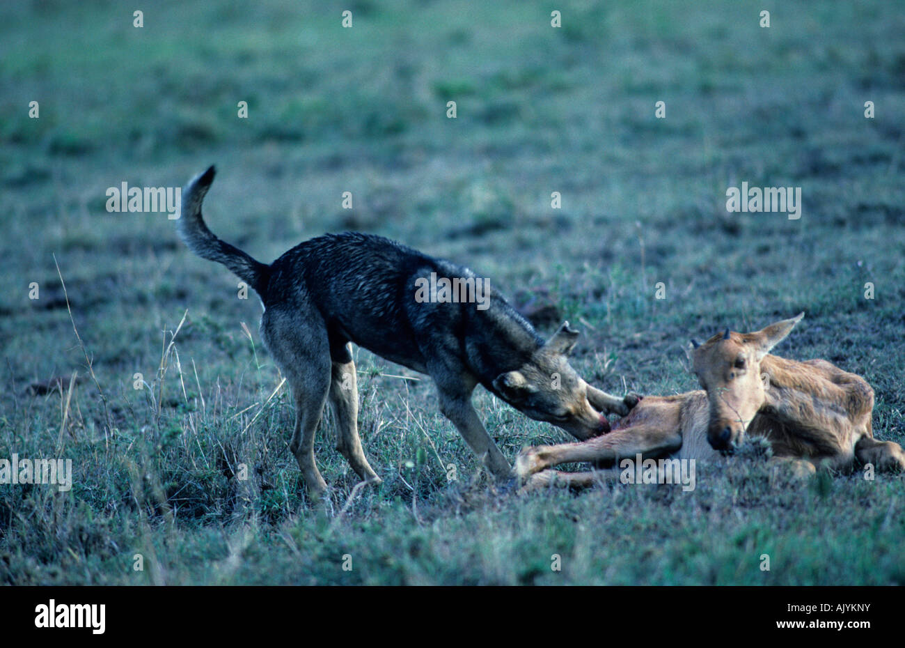 Haushund tötet ein neugeborenes Topi Kalb | domestic dog killing a newborne anthelope calf Stock Photo