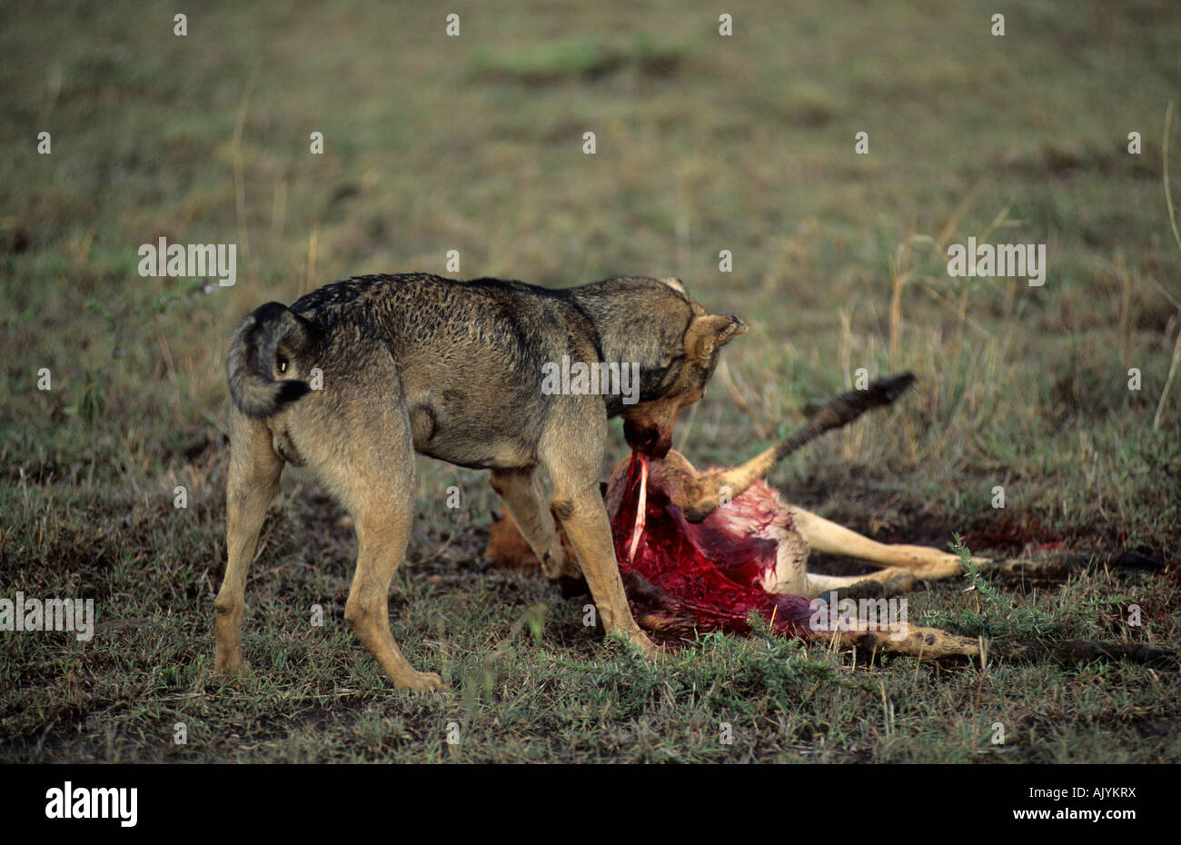 Haushund tötet ein neugeborenes Topi Kalb | domestic dog killing a newborne anthelope calf Stock Photo