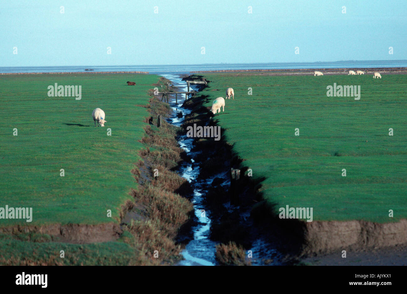 Domestic Sheep grazing at tideway / Hausschafe grasen neben Priel Stock ...