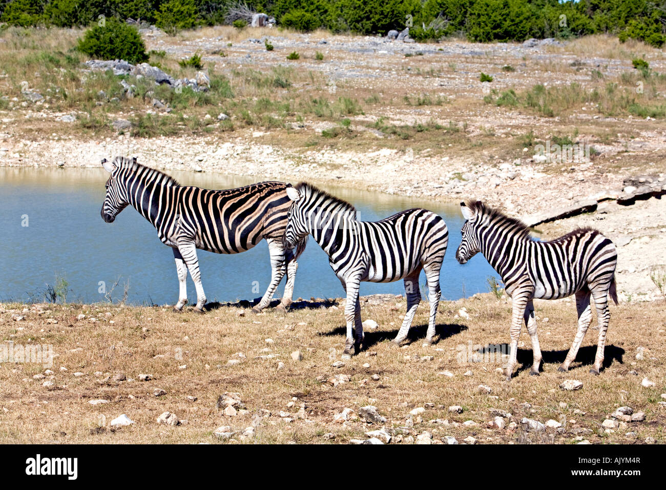 Zebras three near pond in central Texas wildlife preserve and sanctuary