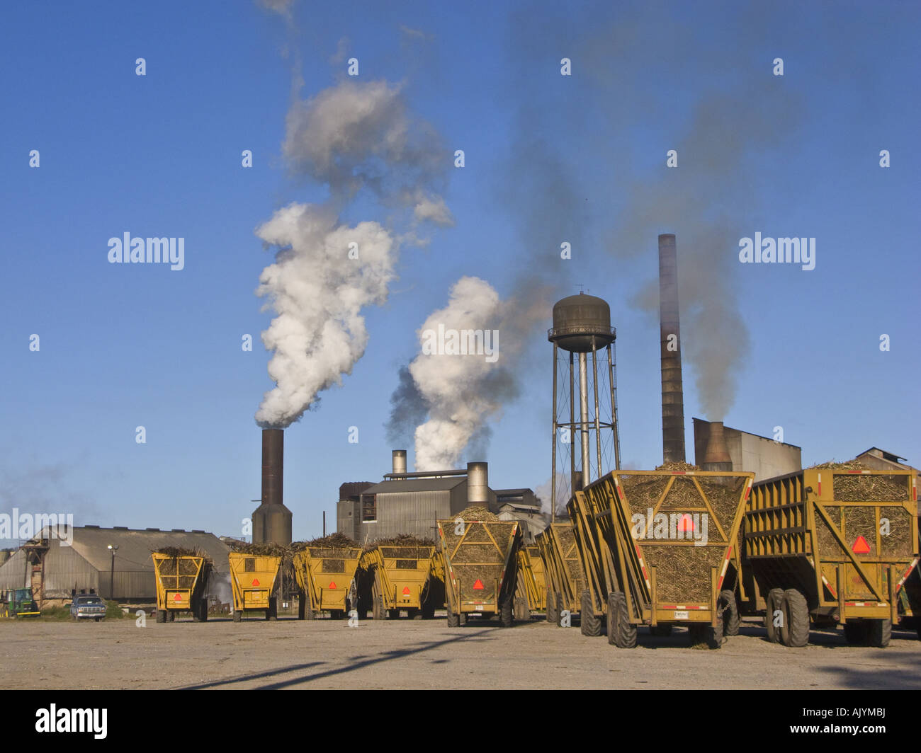 Sugar cane ready for milling at ST MARY SUGAR COOPERATIVE SUGAR MILL