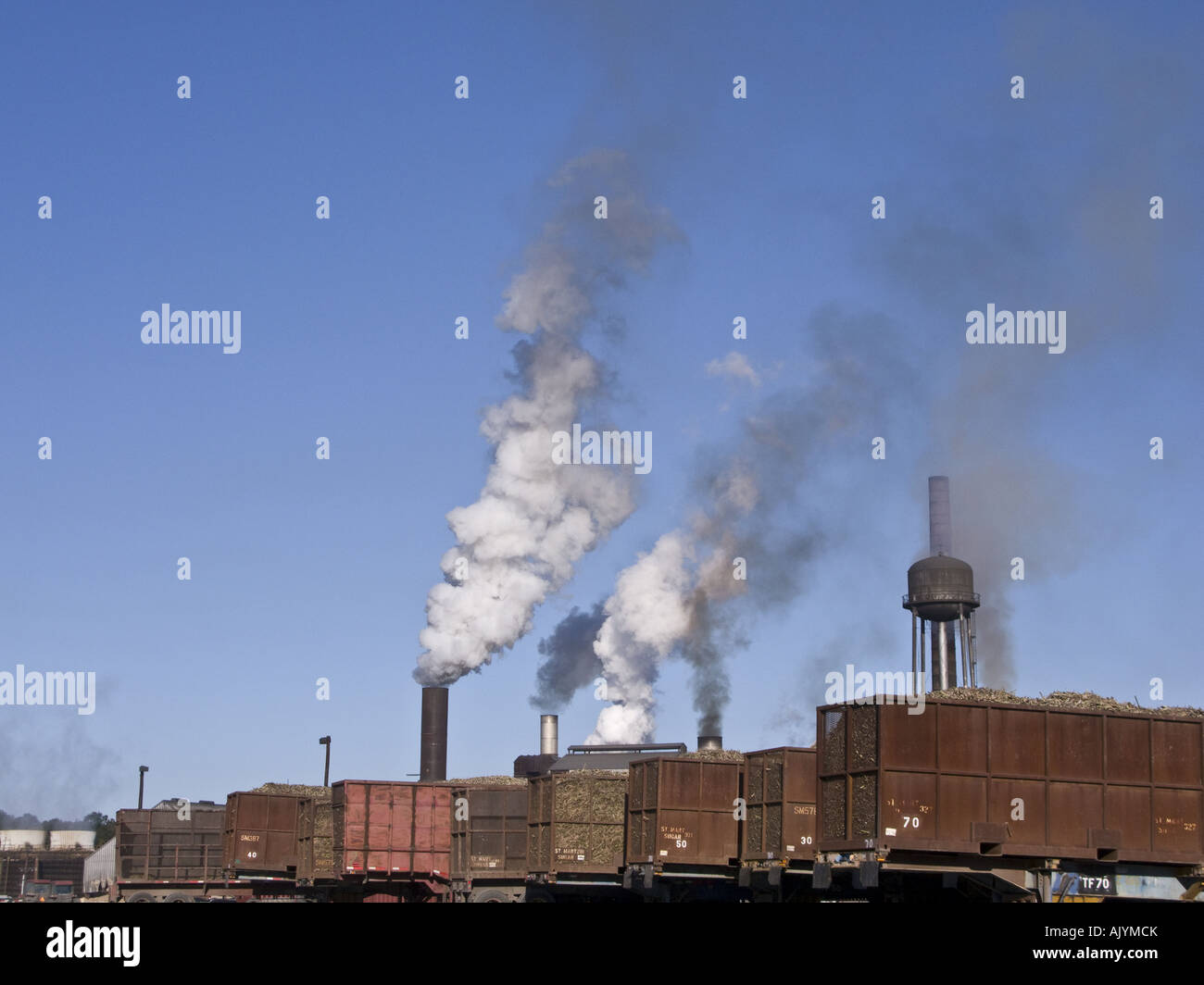 Sugar cane ready for milling at ST MARY SUGAR COOPERATIVE SUGAR MILL