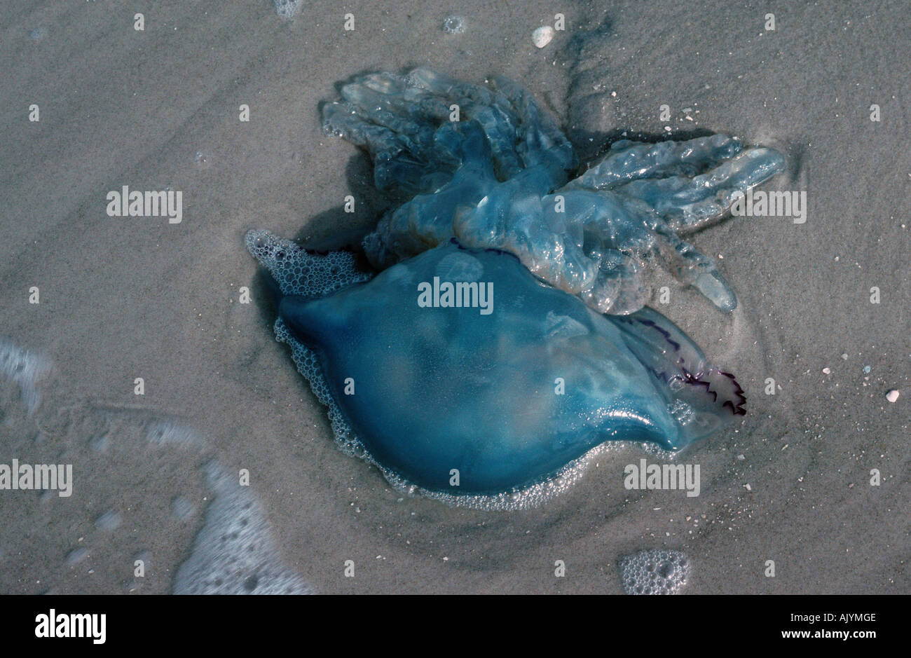 Root-mouthed Jellyfish / Wurzelmundqualle Stock Photo
