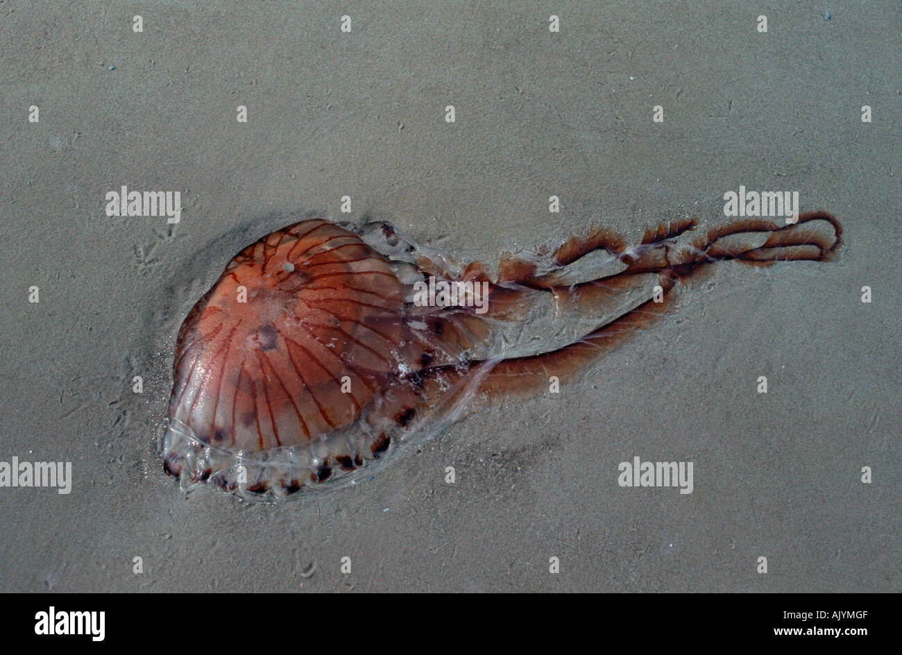 Compass Jellyfish / Sea Nettle  / Kompassqualle Stock Photo