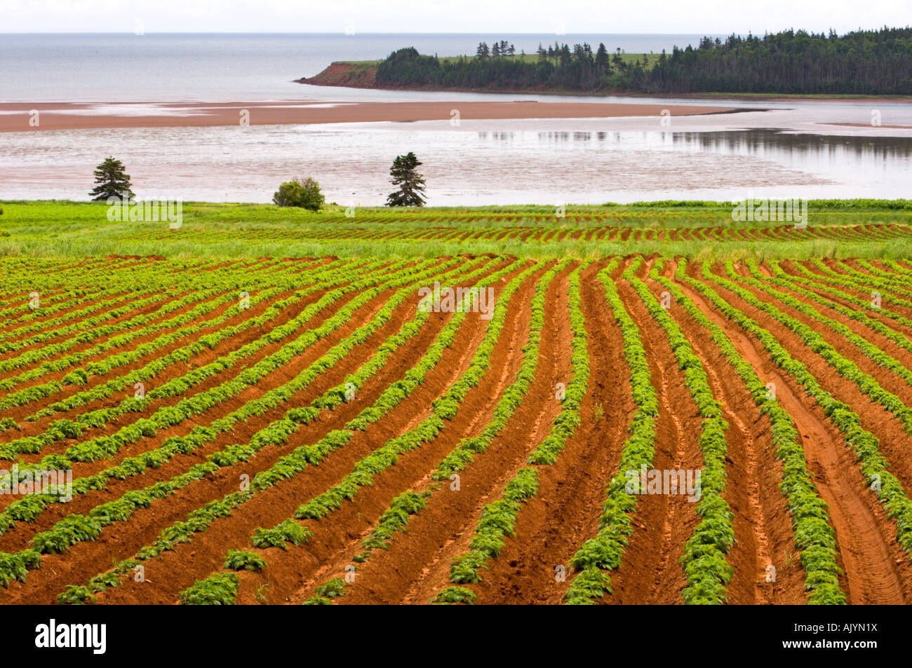 Potato fields and pine trees overlooking Rollo Bay, Souris, PE/PEI Prince Edward Island, Canada Stock Photo