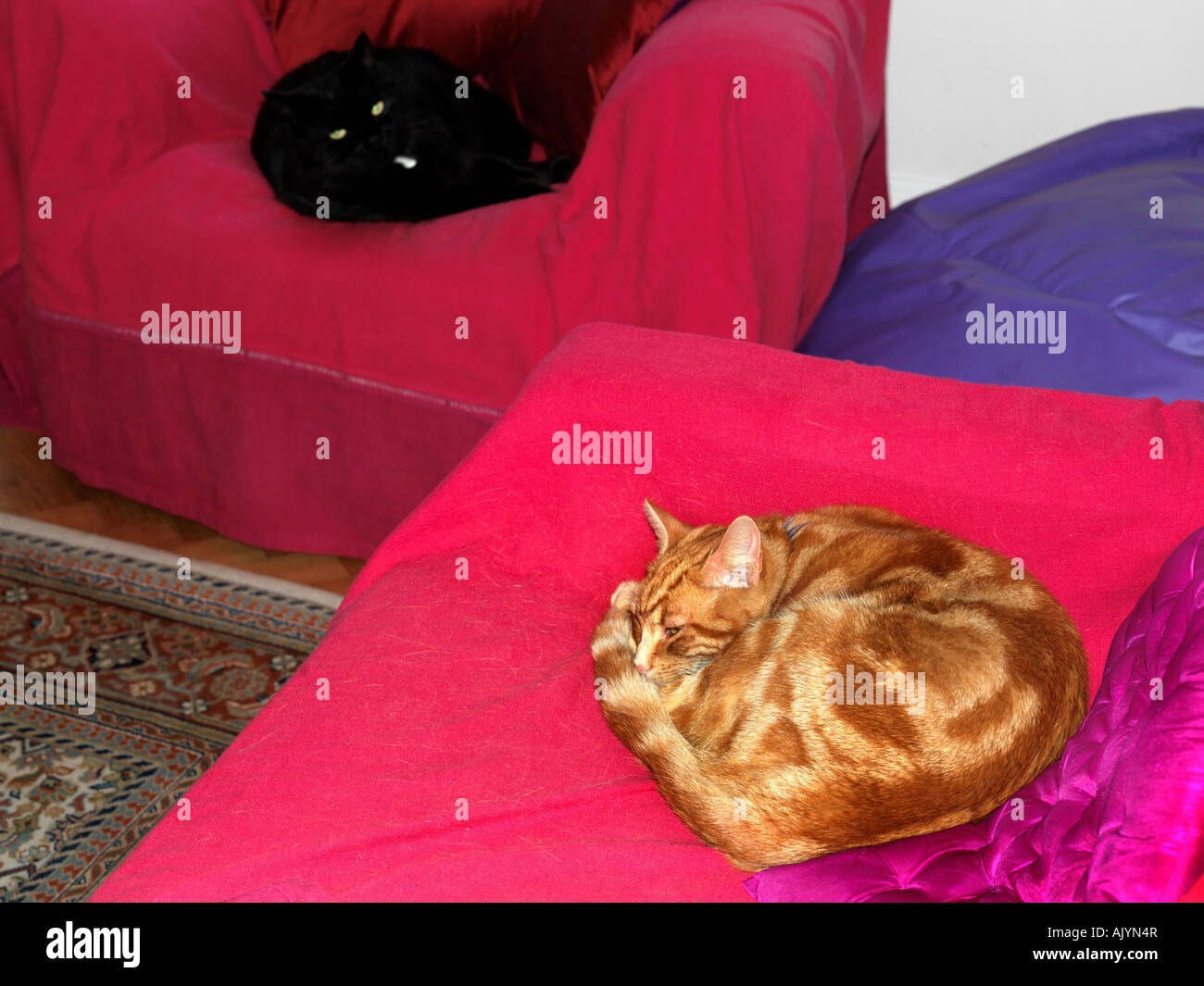 Two Cats Asleep on Different Chairs in the Lounge Stock Photo Alamy