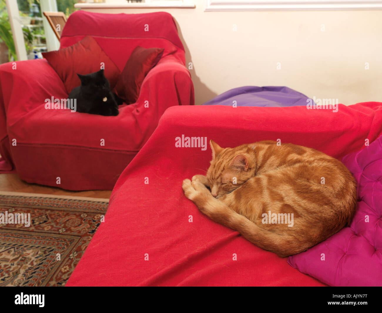 Two Cats Asleep on Different Chairs in the Lounge Stock Photo