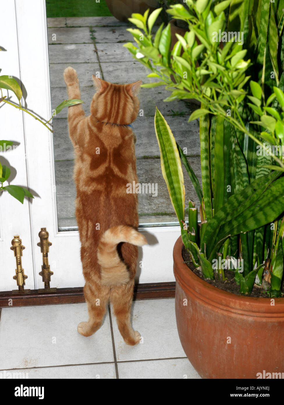 Cat catching hires stock photography and images Alamy