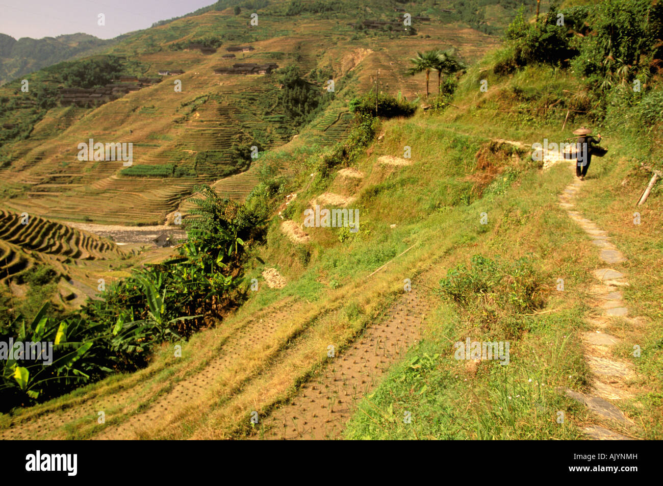 China, Guangxi. Longsheng dragon's backbone rice terraces. Terraced ...