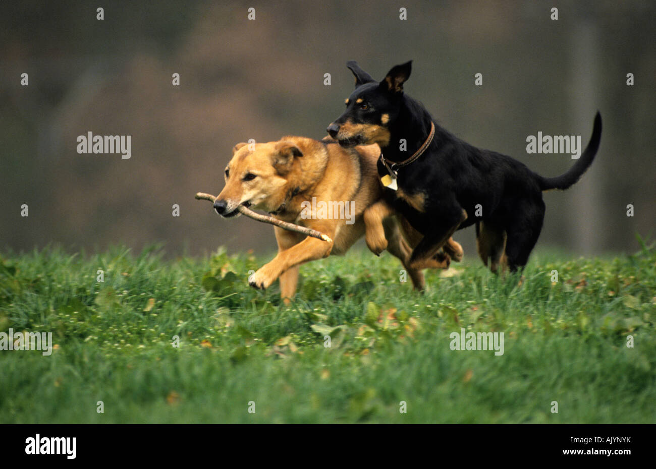 Schäferhundmischlinge spielend | shepherd dog crossbreeds playing Stock Photo