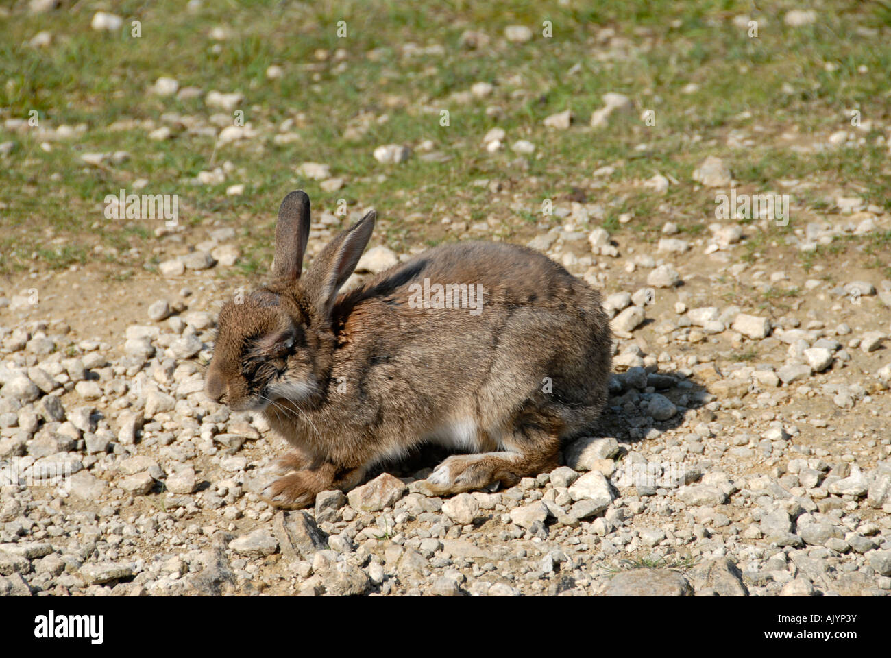 Rabbit Oryctolagus cuniculus suffering from myxomatosis Stock Photo