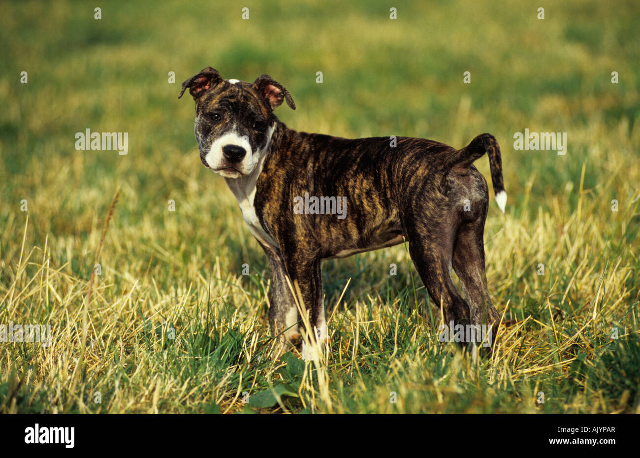 Pitbull Terrier Jungtier im Gras stehend | Pitbull Terrier pup standing on grass Stock Photo